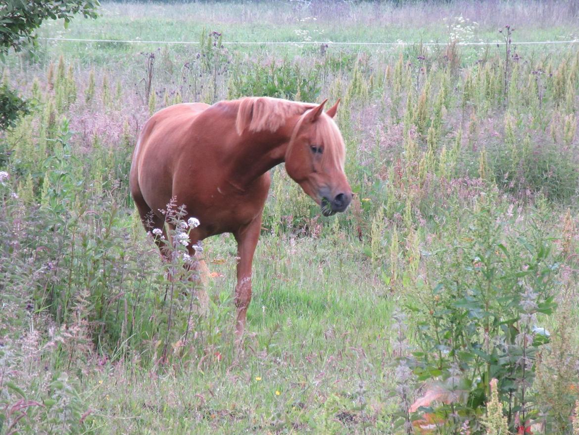 Arabisk fuldblod (OX) KI Gharib ox *Ribber* - *SOLGT* billede 4