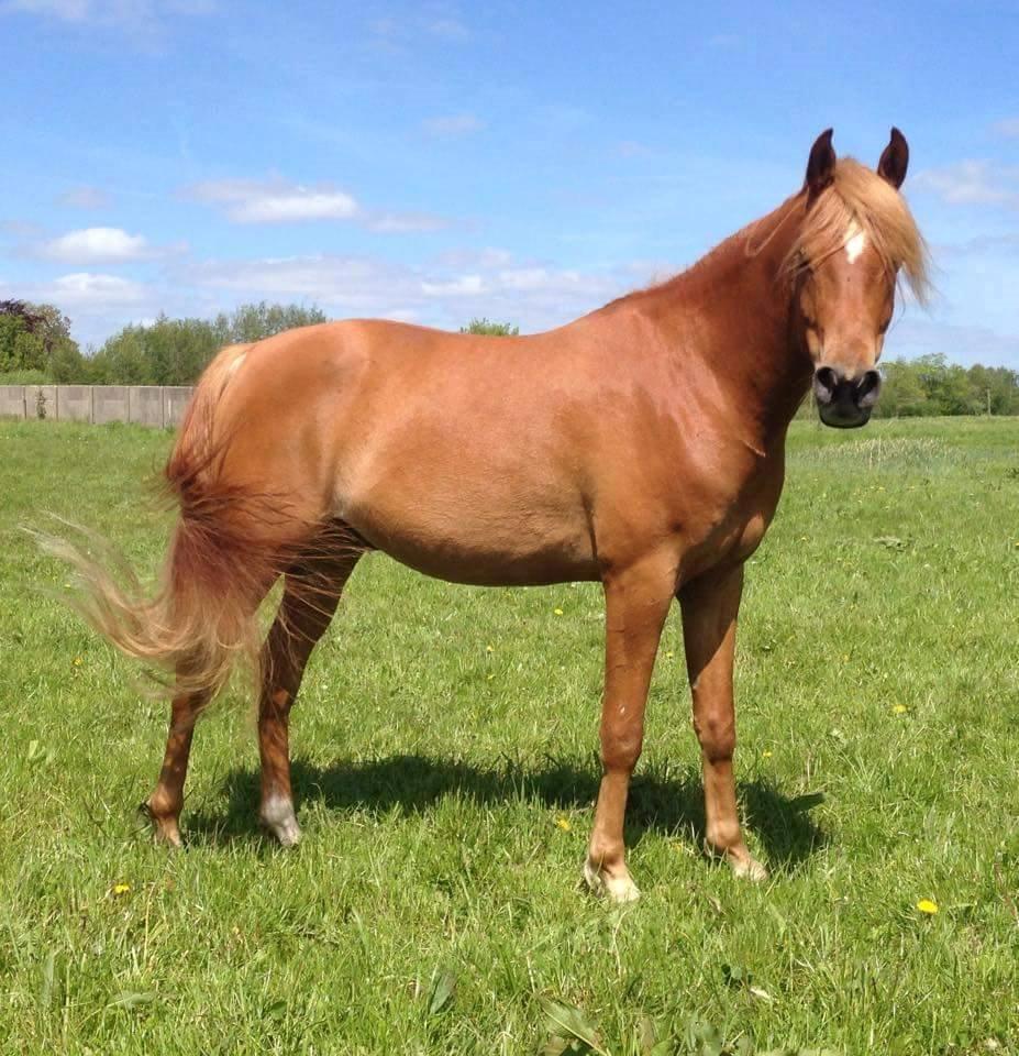 Arabisk fuldblod (OX) KI Gharib ox *Ribber* - *SOLGT* billede 6