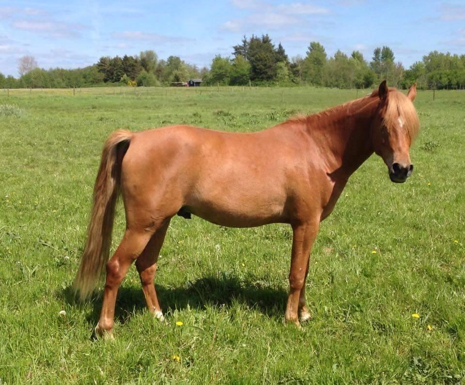 Arabisk fuldblod (OX) KI Gharib ox *Ribber* - *SOLGT* billede 40