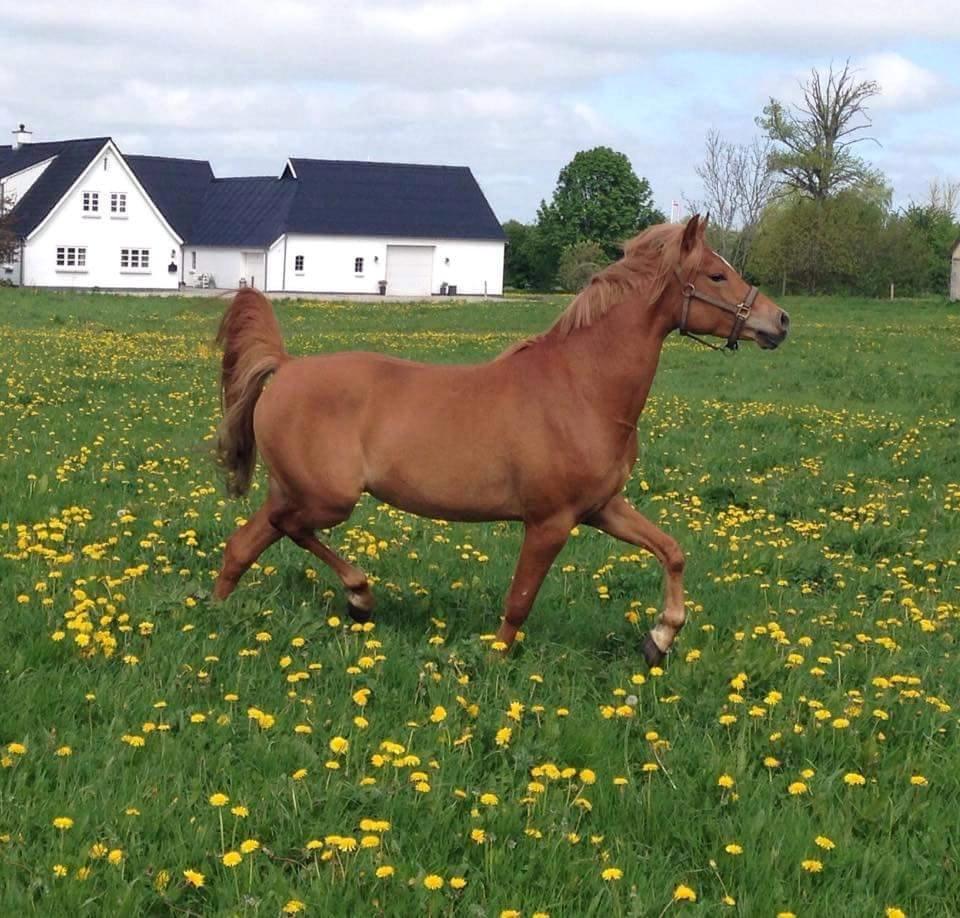 Arabisk fuldblod (OX) KI Gharib ox *Ribber* - *SOLGT* billede 42