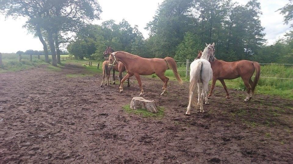 Arabisk fuldblod (OX) KI Gharib ox *Ribber* - *SOLGT* billede 44