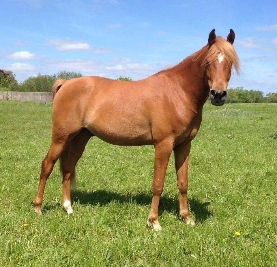 Arabisk fuldblod (OX) KI Gharib ox *Ribber* - *SOLGT* billede 7