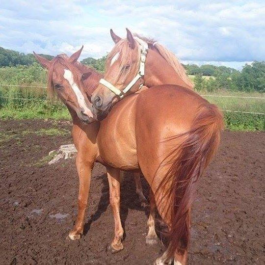 Arabisk fuldblod (OX) KI Gharib ox *Ribber* - *SOLGT* billede 1