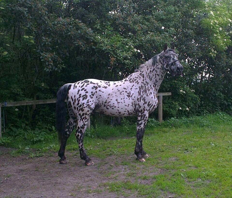 Knabstrupper P.T. Maximus billede 14