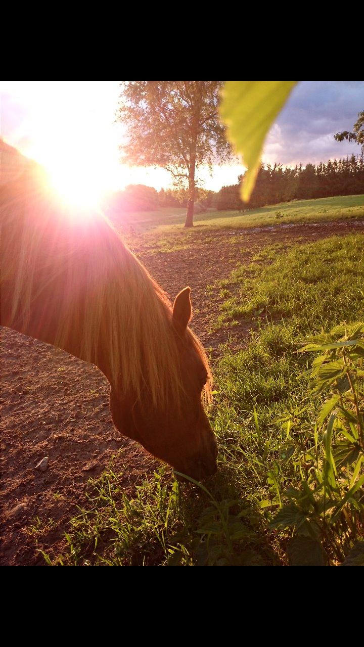 Welsh Partbred (Sec F) Valbjerggaards Casiopaia  billede 16