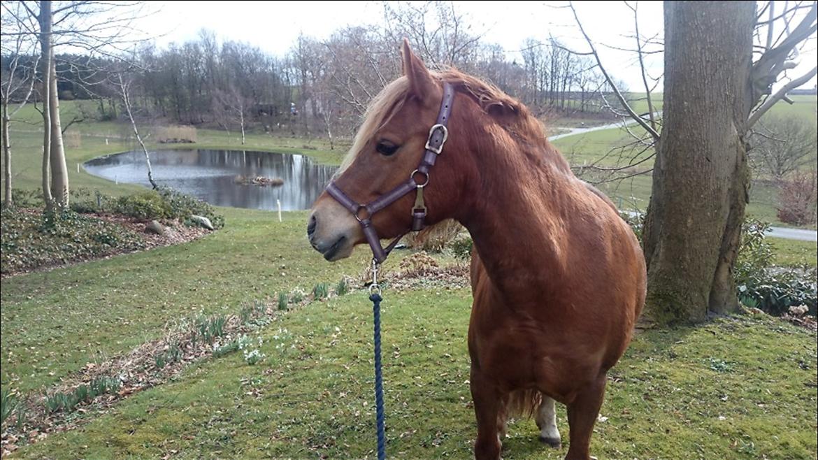 Welsh Partbred (Sec F) Valbjerggaards Casiopaia  billede 17