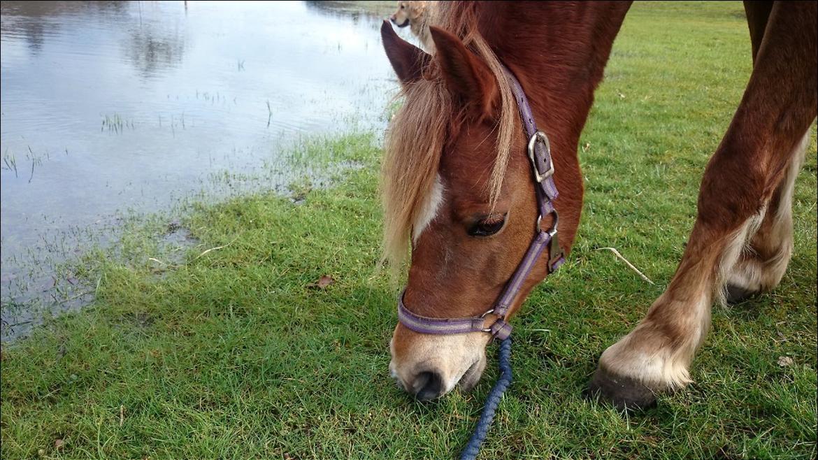 Welsh Partbred (Sec F) Valbjerggaards Casiopaia  billede 15