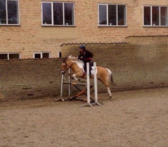 Anden særlig race Nice Suprice (Connie)  billede 8