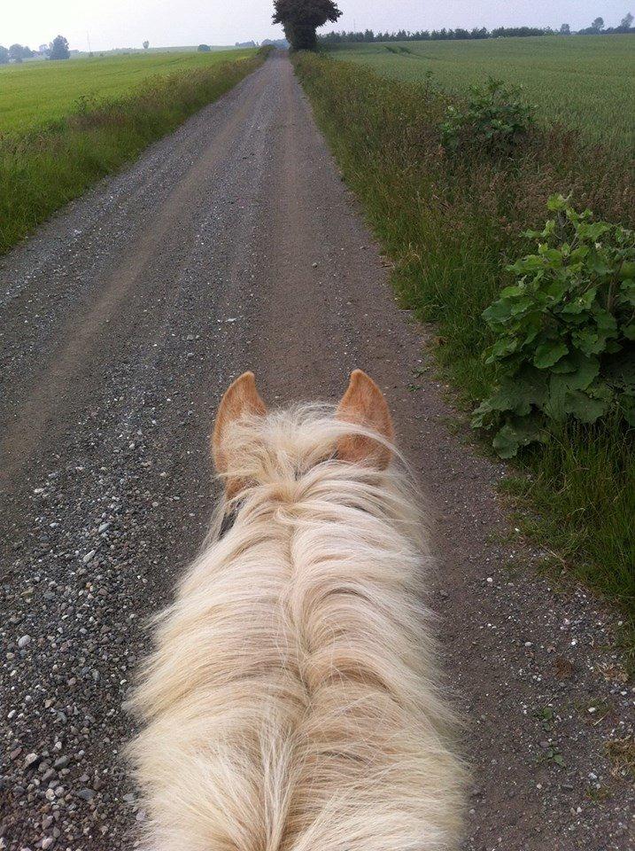 Anden særlig race timon billede 8