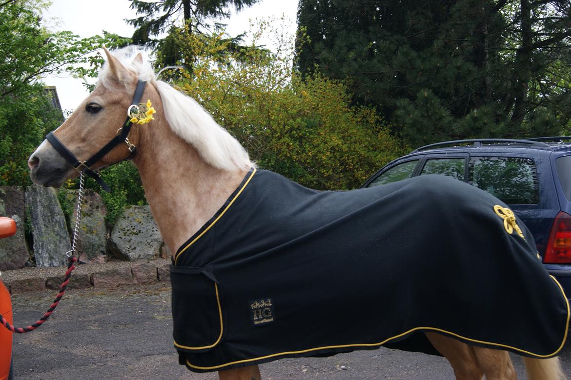 Anden særlig race timon billede 9