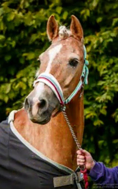 Anden særlig race timon billede 11