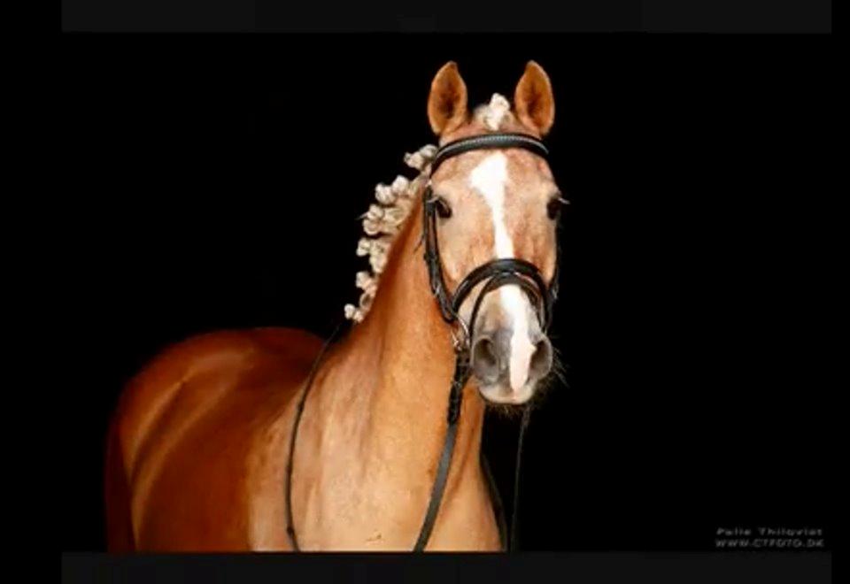 Anden særlig race timon billede 12