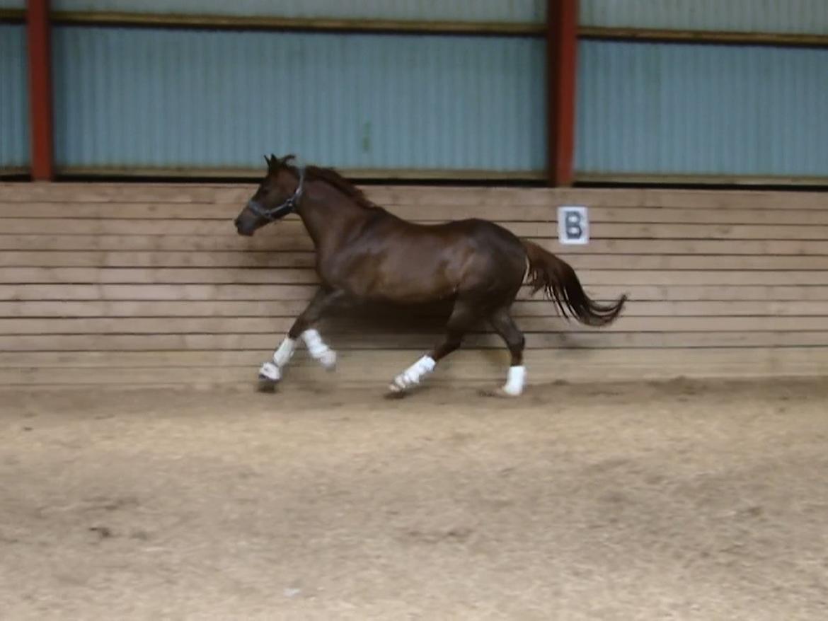 Tysk Sportspony Swing King - Swinger er frisk  billede 6