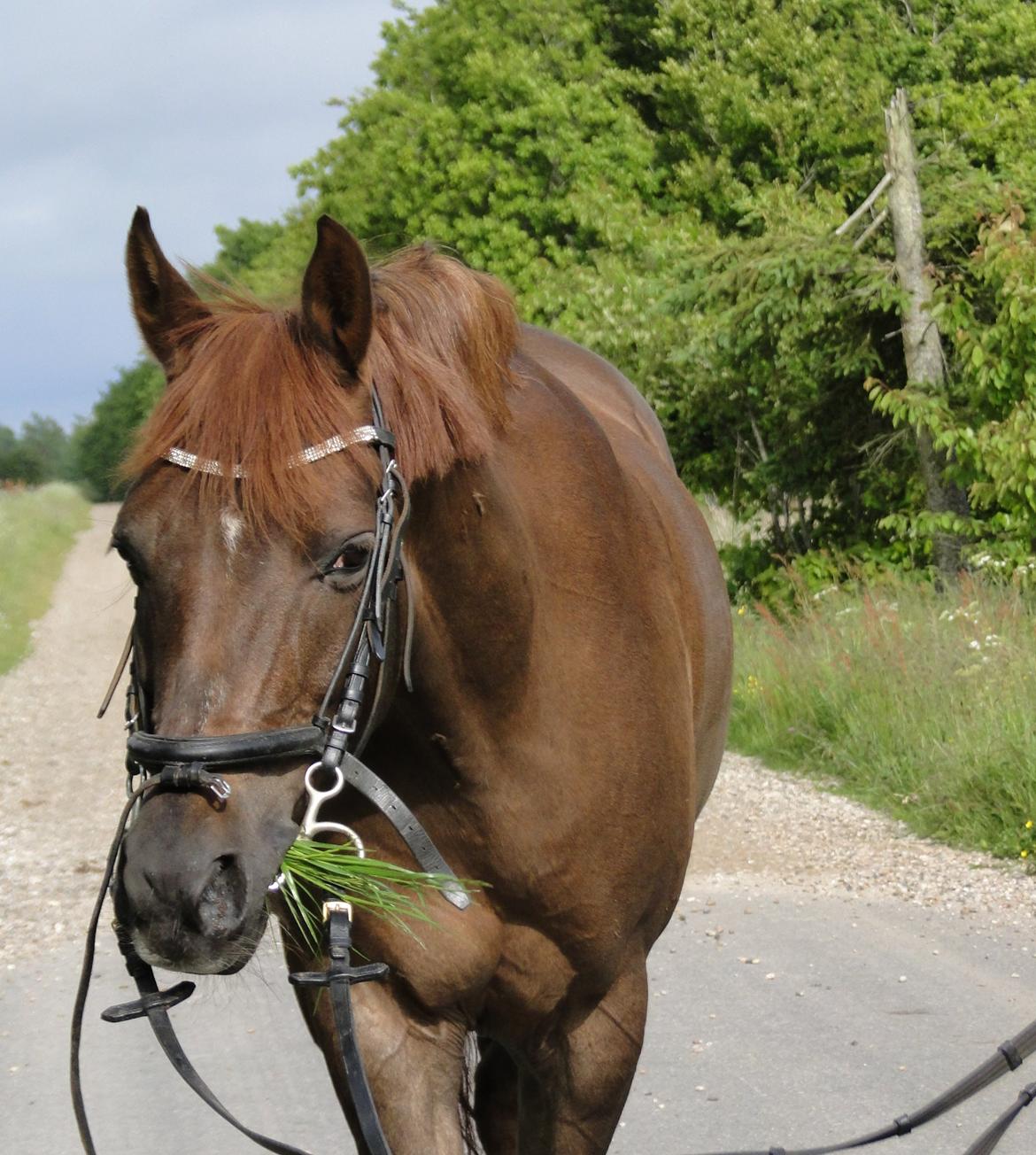 Tysk Sportspony Swing King - Swing King på gå tur billede 4