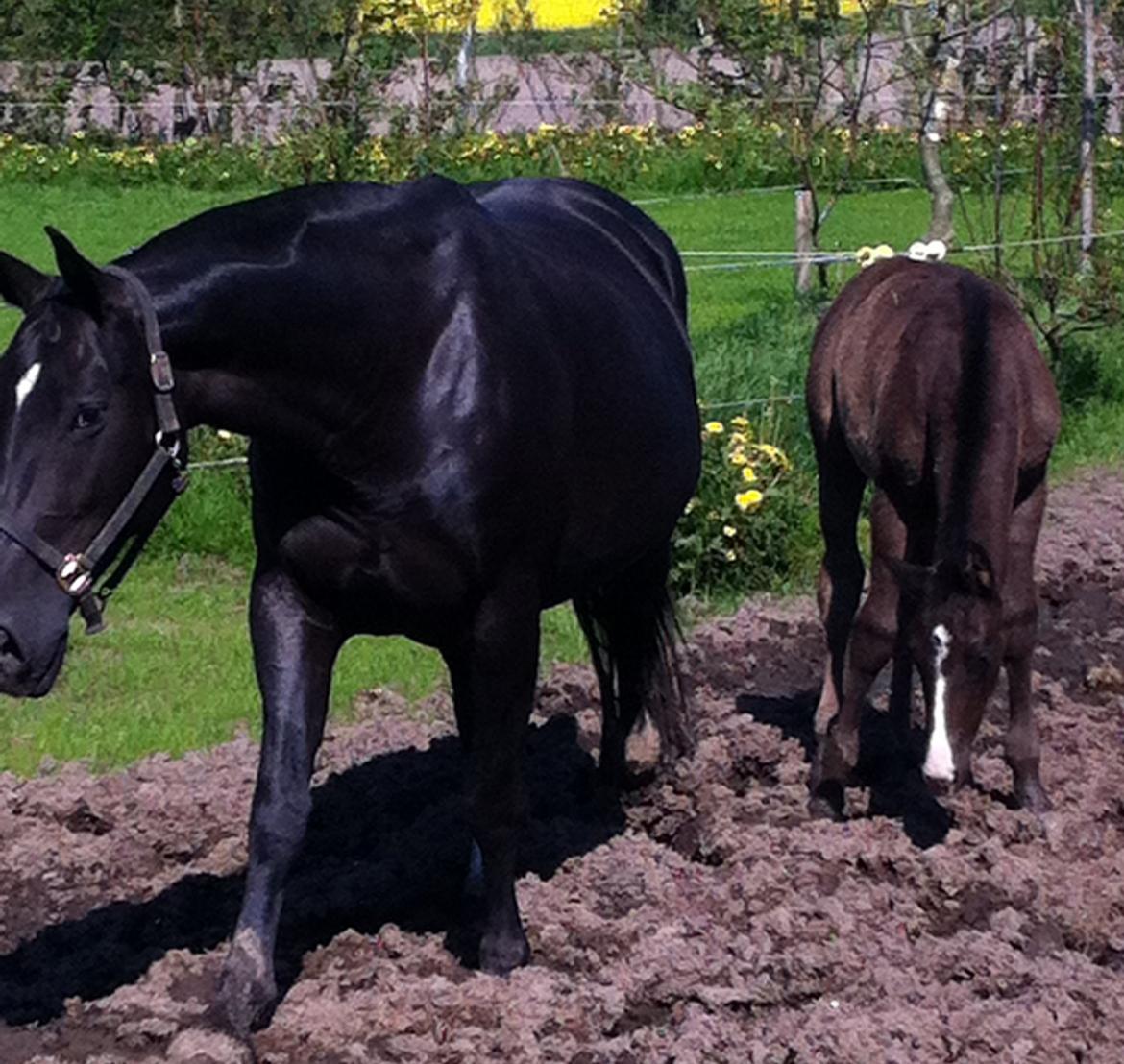 Oldenborg Celeste  billede 3