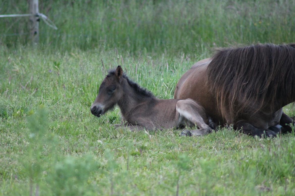 Islænder Eflir fra Vang - Helt ny billede 12