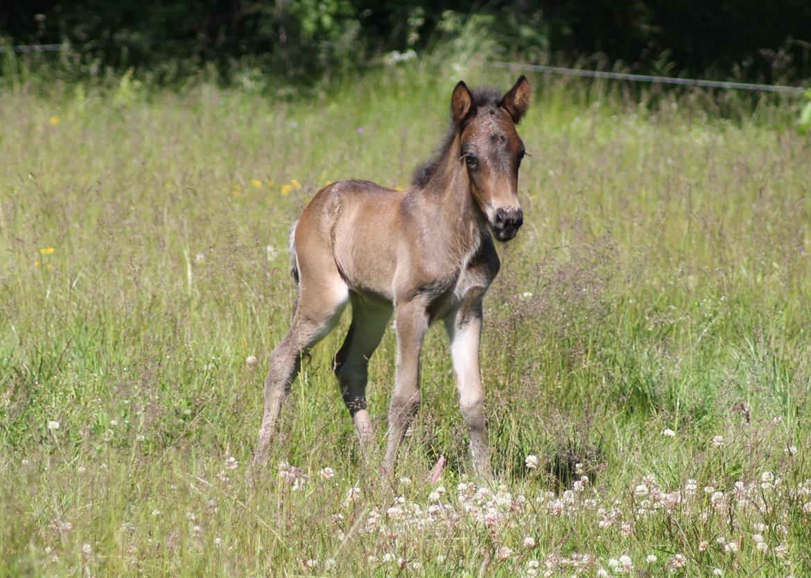 Islænder Eflir fra Vang billede 8