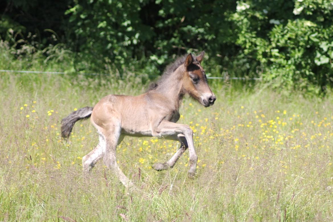 Islænder Eflir fra Vang billede 14