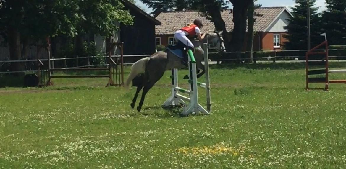 Anden særlig race Alfred (Maccoy) Min nye springpony<3 - D. 28.6.2015 Vores anden stævne sammen, her deltog vi ved Bylderup-Bov Rideklub billede 34