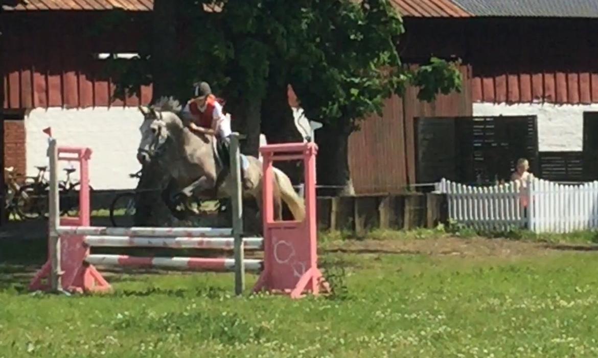 Anden særlig race Alfred (Maccoy) Min nye springpony<3 - D. 28.6.2015 Vores anden stævne sammen, her deltog vi ved Bylderup-Bov Rideklub billede 35