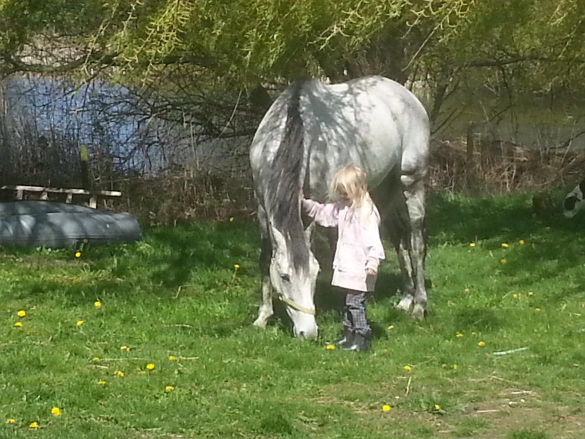 Fuldblod (XX) Monaco Visit billede 9