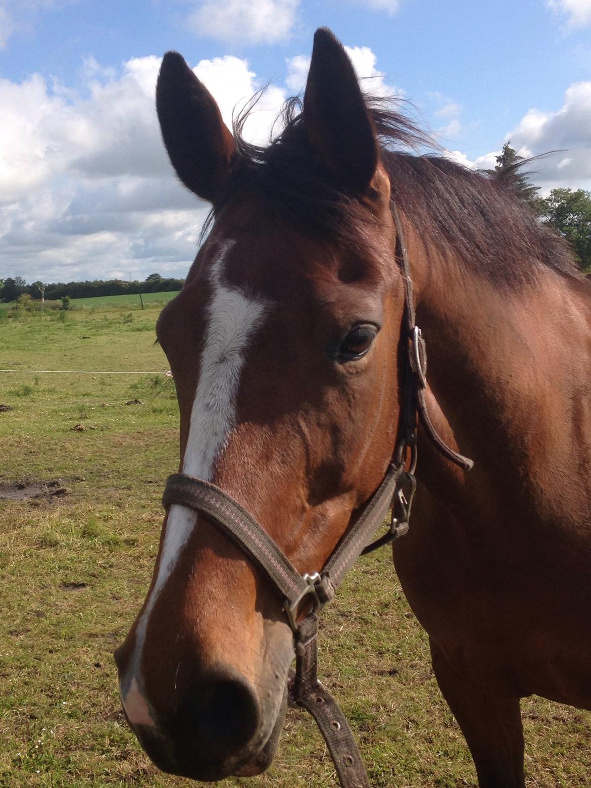 Oldenborg Passadena avenue billede 28