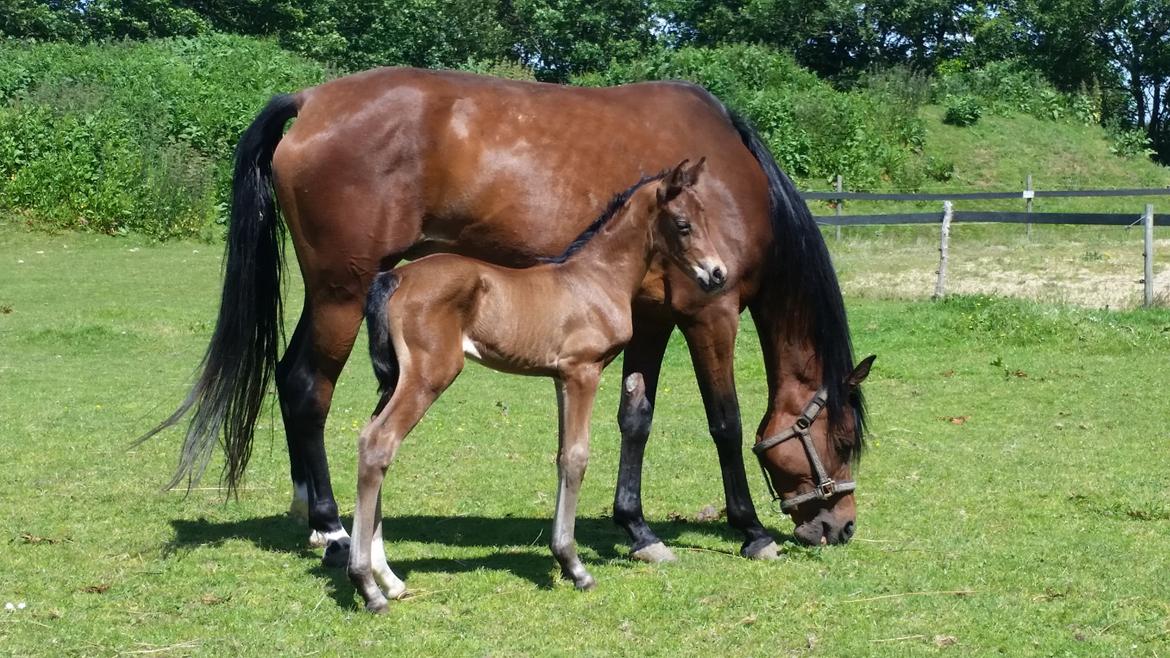 DSP Bjerring's Isis - 5 dage billede 1