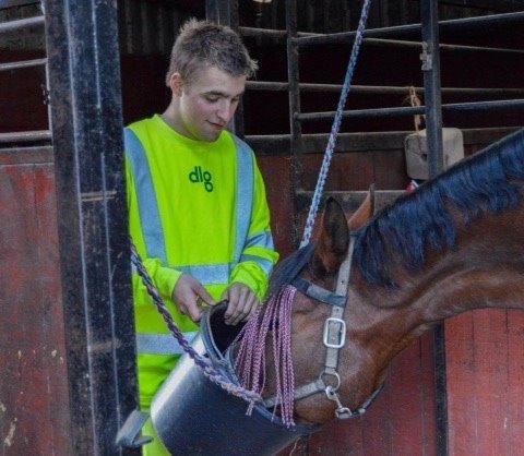 Dansk Varmblod Hesseløjegårds Starlight billede 2