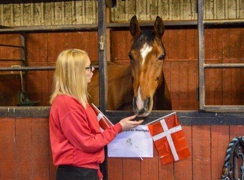 Dansk Varmblod Hesseløjegårds Starlight billede 5