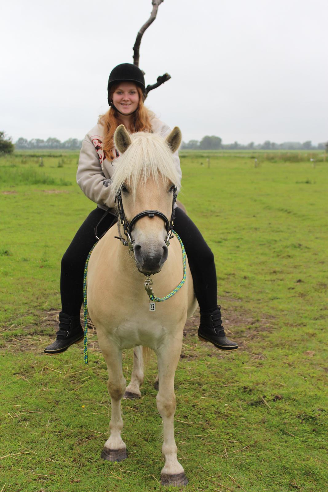 Fjordhest Oyvind møldrup - Taget af min kæreste 2015, Første gang jeg sad på ham efter flere måeneder uden ridning billede 13