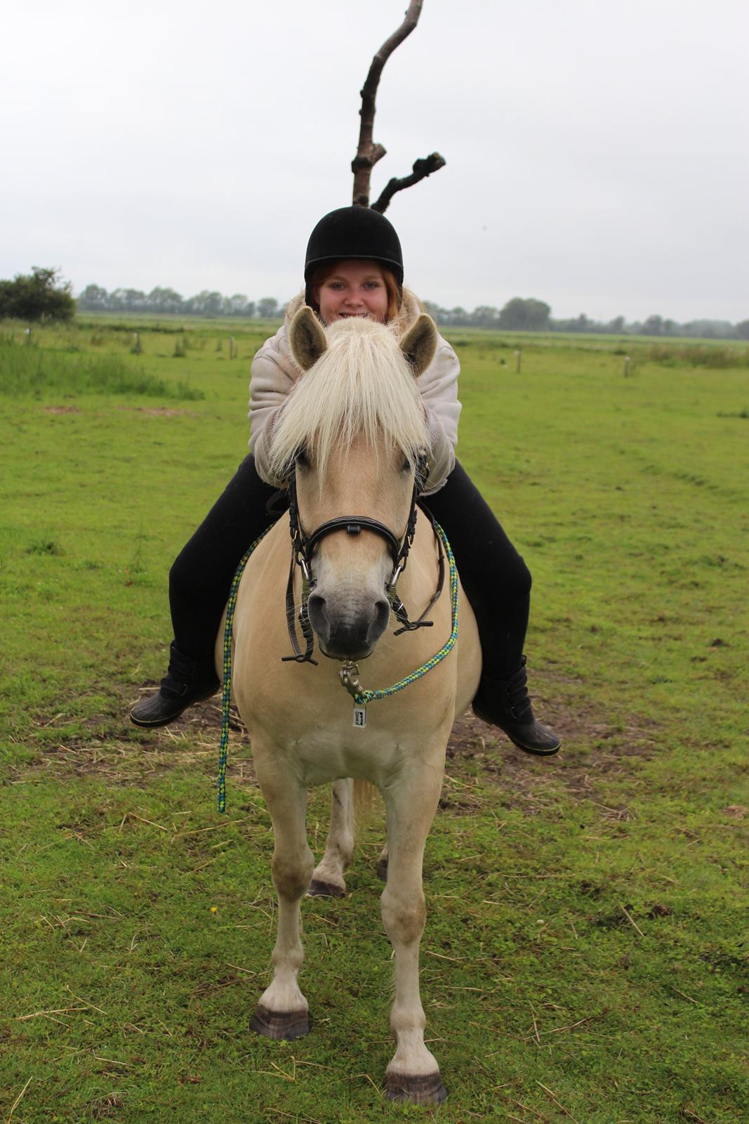 Fjordhest Oyvind møldrup - Taget af min kæreste 2015, Første gang jeg sad på ham efter flere måeneder uden ridning billede 15