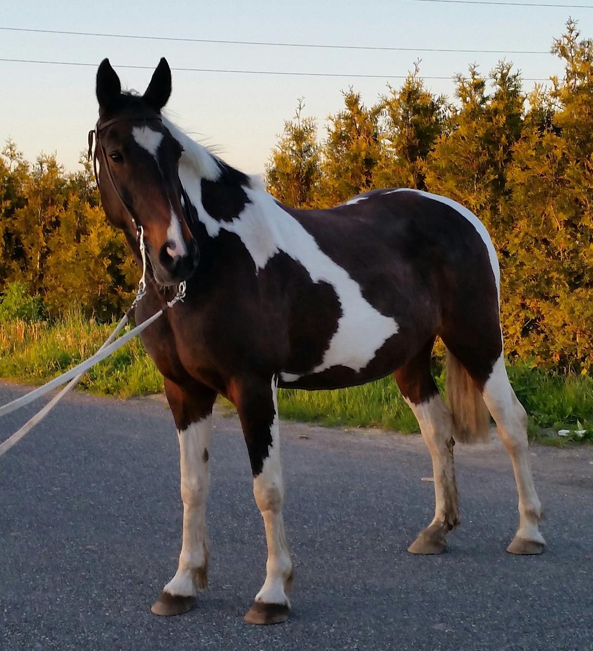 Anden særlig race Indy billede 1