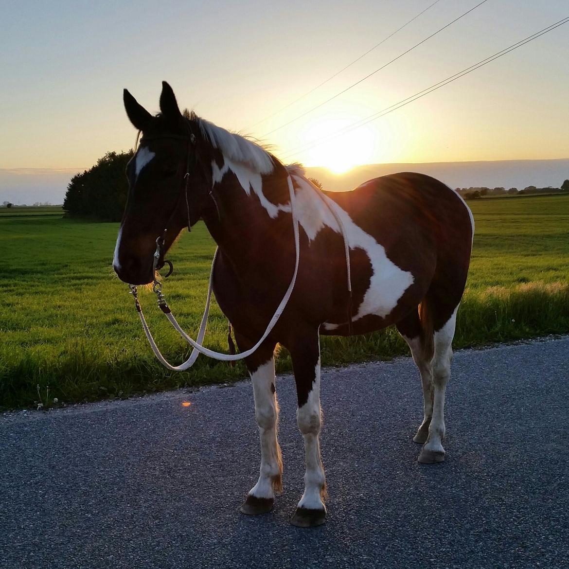Anden særlig race Indy billede 2