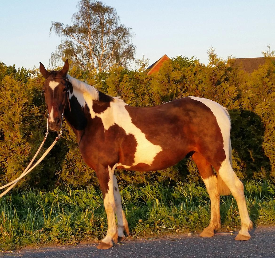 Anden særlig race Indy billede 3