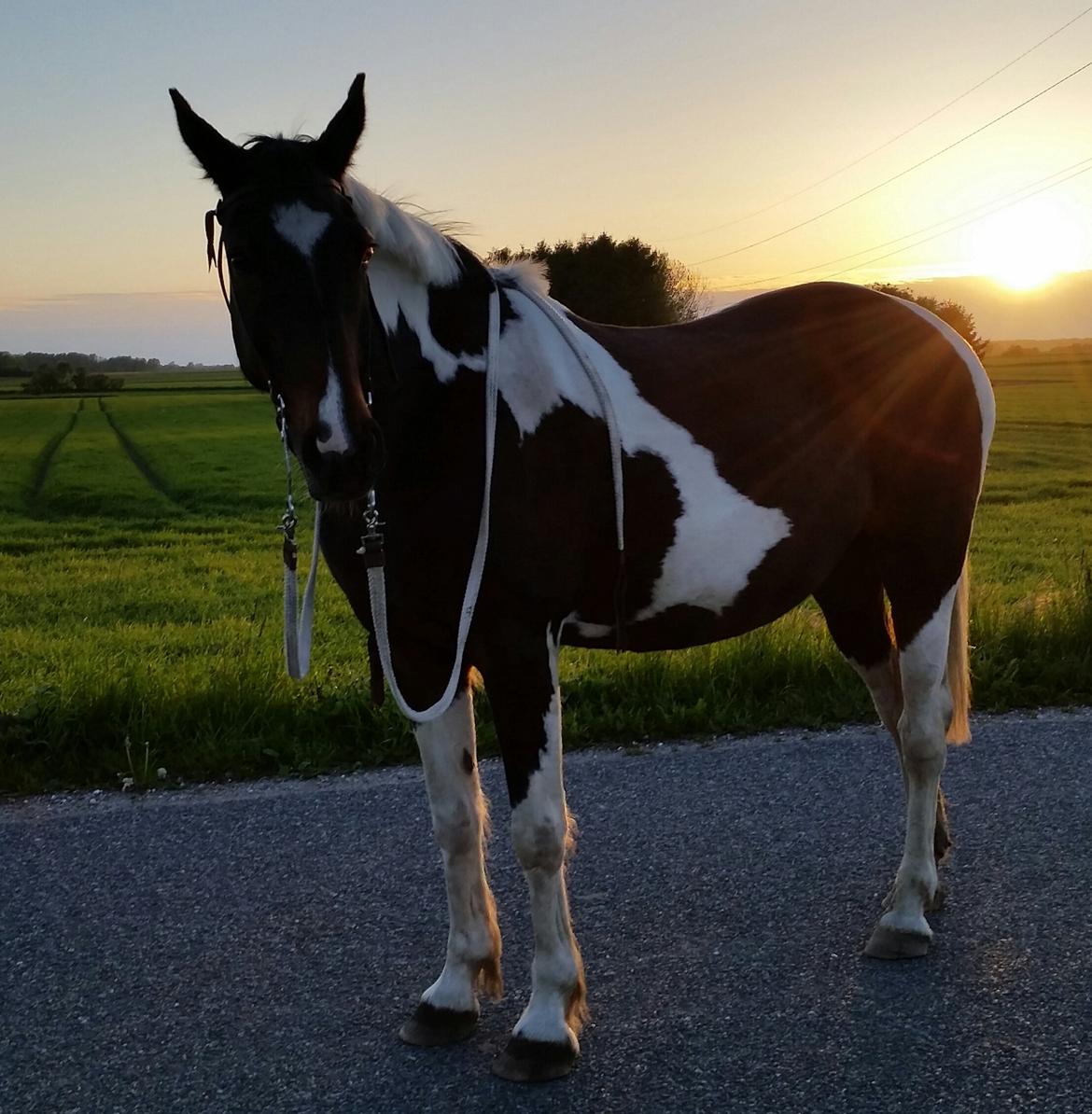 Anden særlig race Indy billede 4