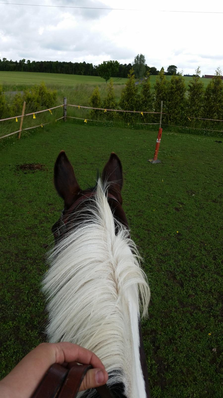 Anden særlig race Indy billede 5