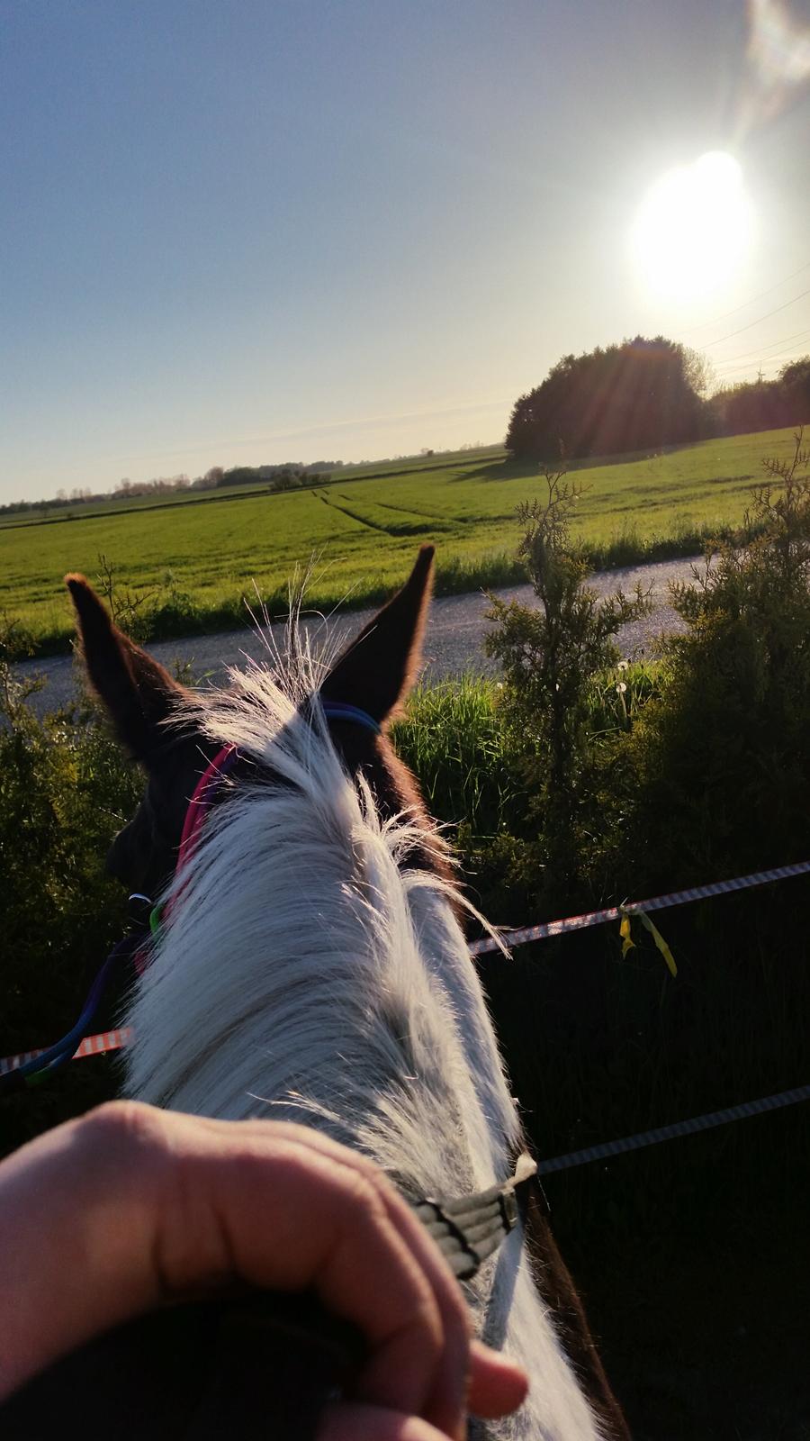 Anden særlig race Indy billede 6
