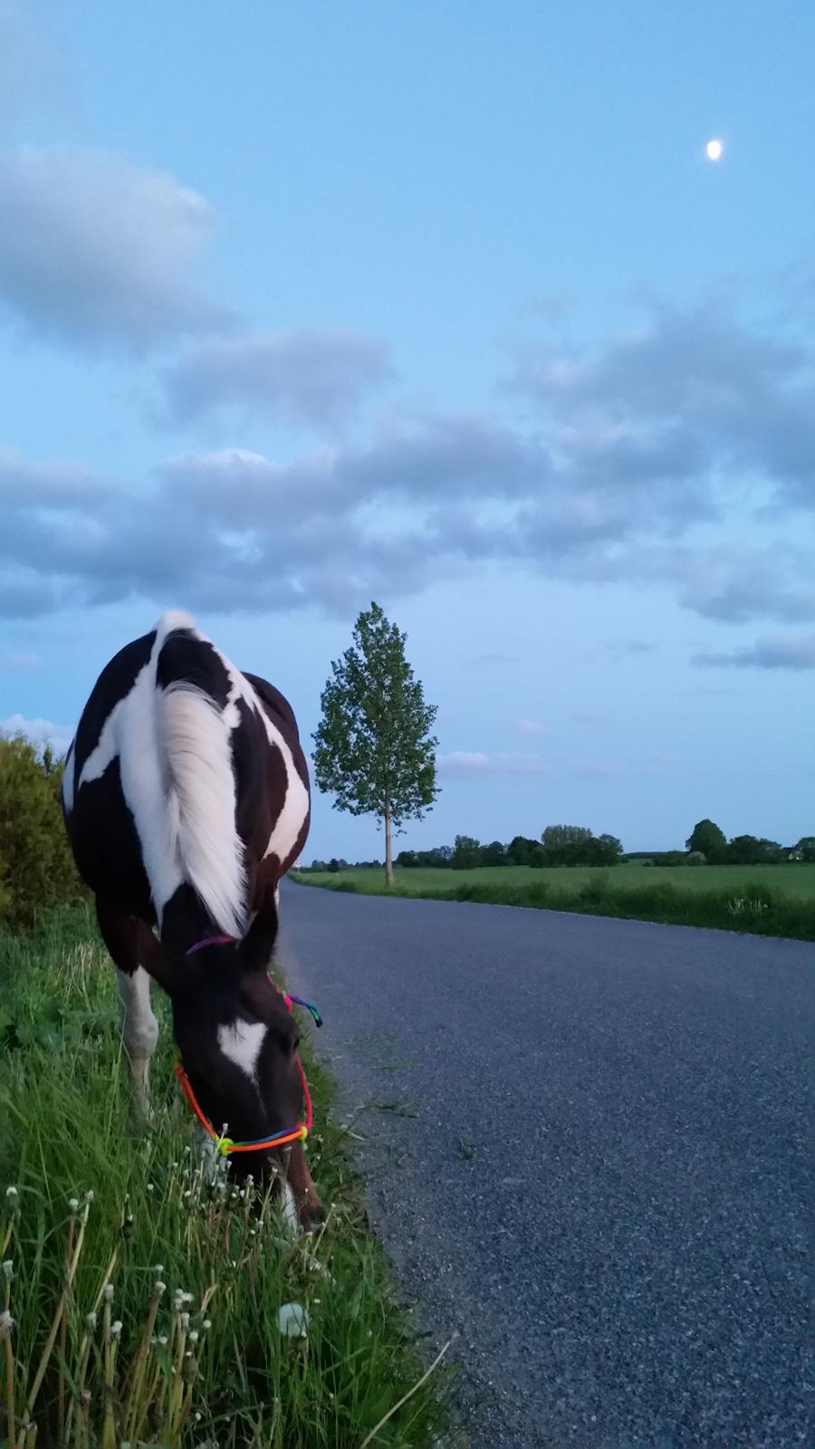 Anden særlig race Indy billede 7