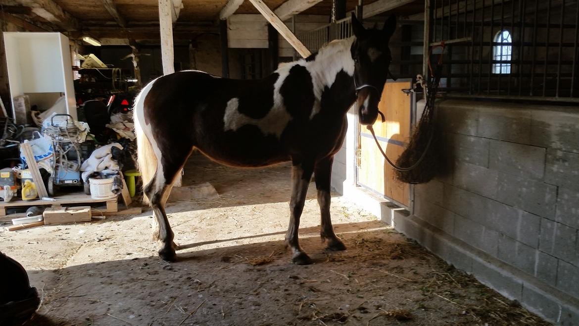 Anden særlig race Indy billede 9