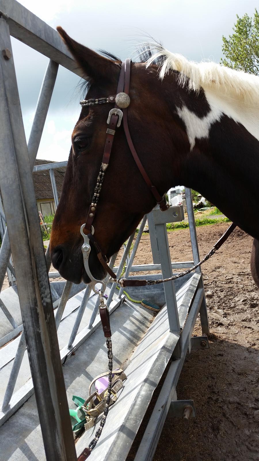 Anden særlig race Indy billede 10