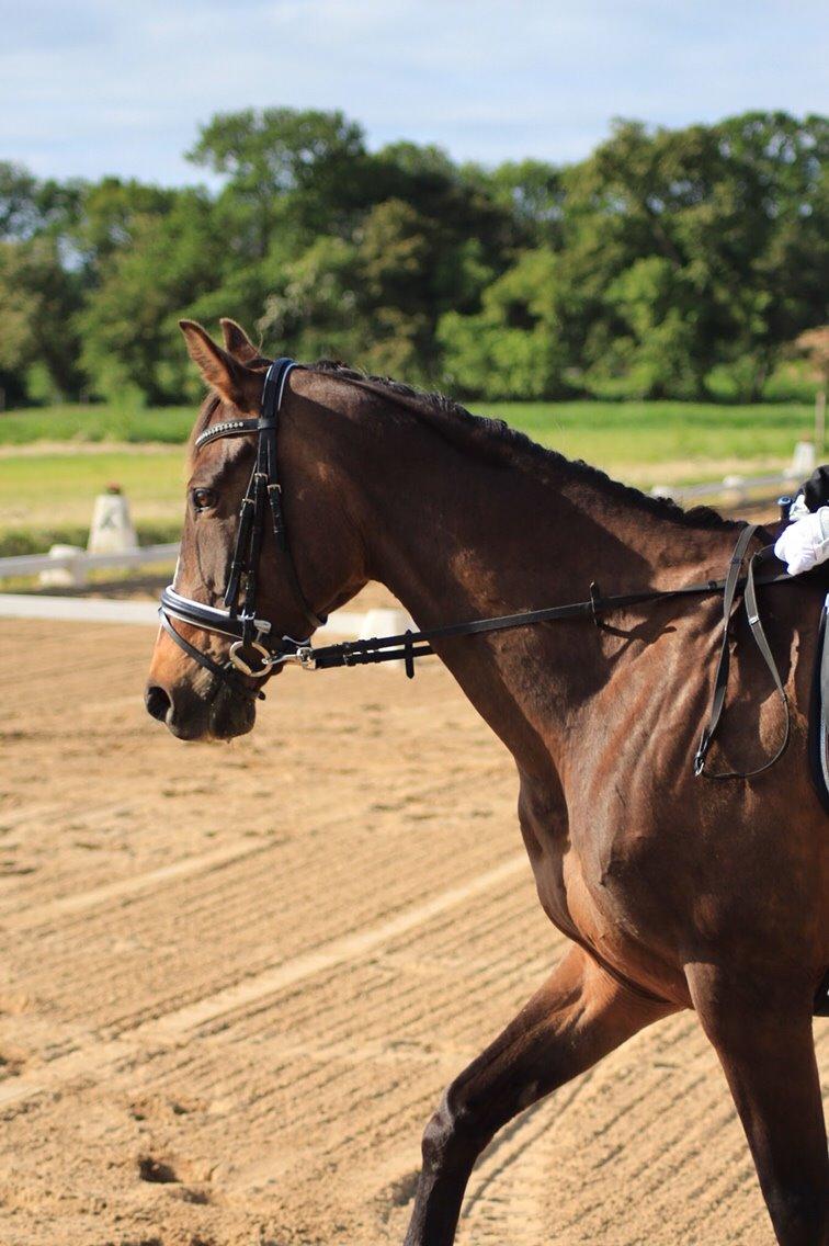 Dansk Varmblod njd/skovly's filuca billede 24