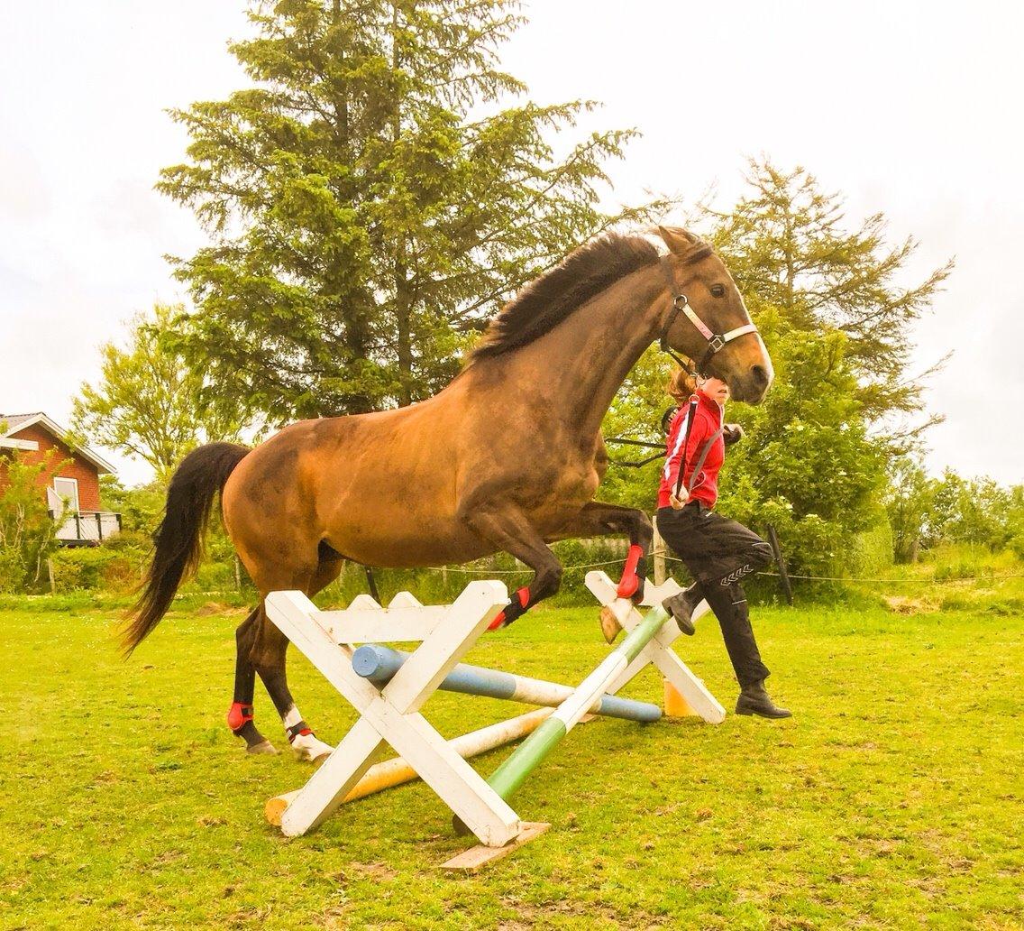 Dansk Varmblod njd/skovly's filuca billede 23