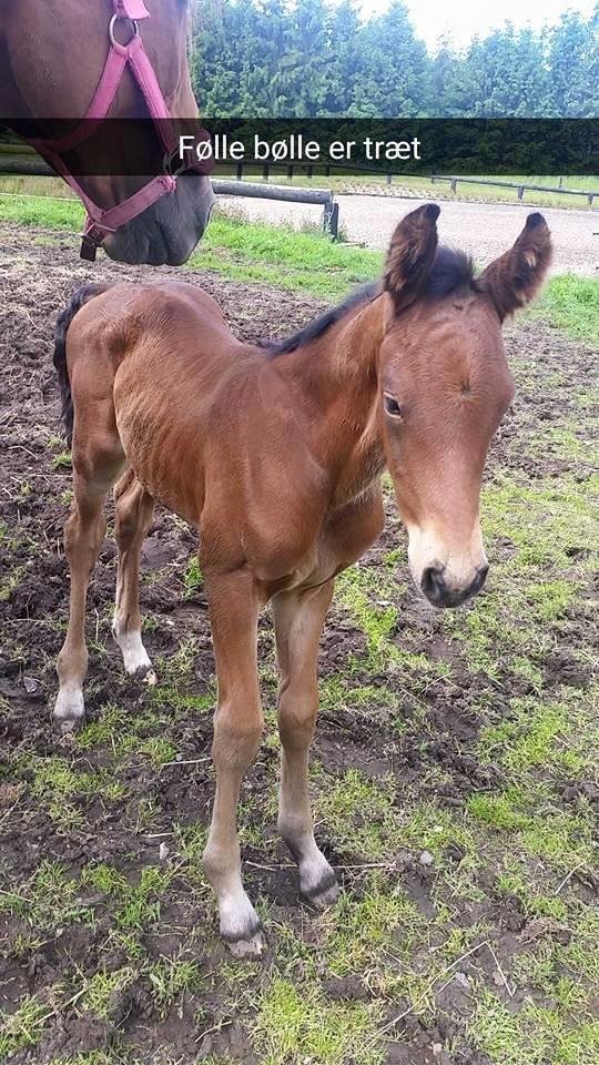 Dansk Varmblod Grangårdens duranus (SOLGT) billede 9