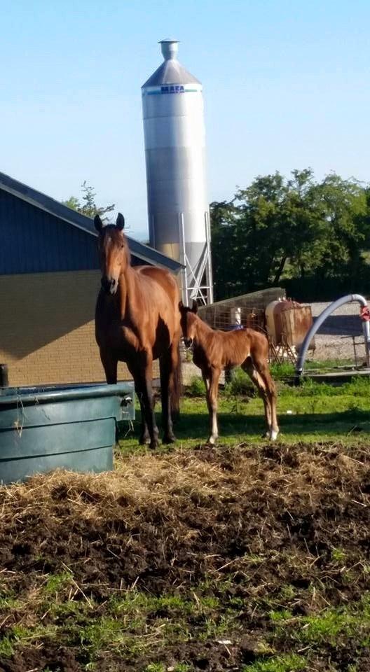 Dansk Varmblod Grangårdens duranus (SOLGT) - Første billede af drengen godt 6 timer gammel. billede 4