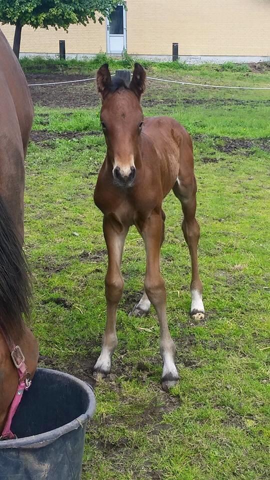Dansk Varmblod Grangårdens duranus (SOLGT) billede 2