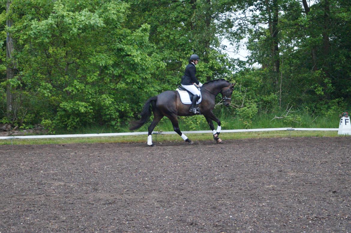 Dansk Varmblod Sherly Skovbo - solgt  billede 15
