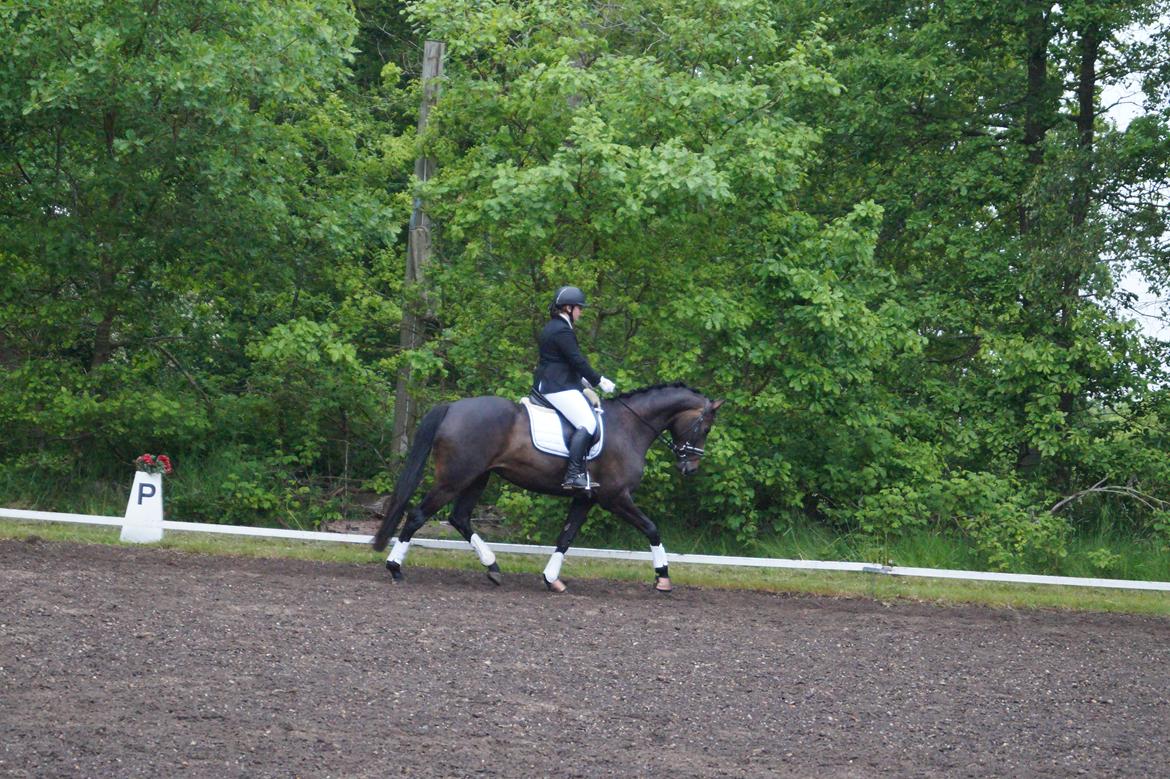 Dansk Varmblod Sherly Skovbo - solgt  billede 9