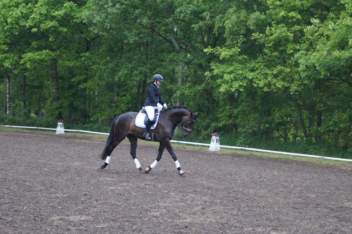 Dansk Varmblod Sherly Skovbo - solgt  billede 10