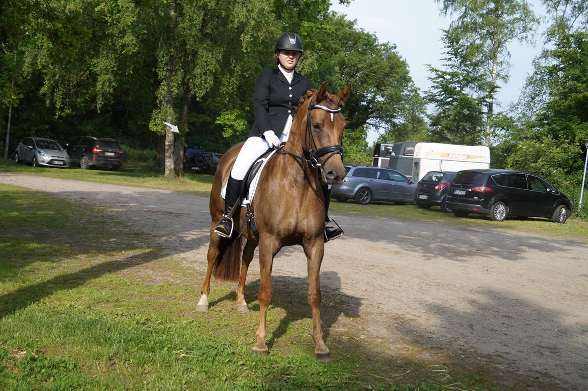 Anden særlig race Lillefix Ever uniqe solgt  billede 14