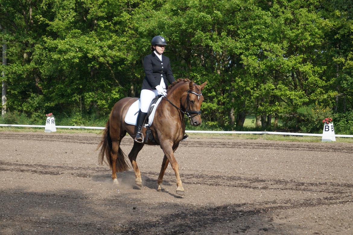 Anden særlig race Lillefix Ever uniqe solgt  billede 15